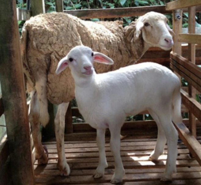 Biri-biri Long Tail Kacuk - Tetris Agro Farm