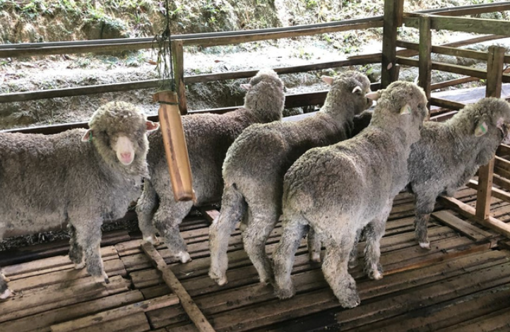 Biri-biri Merino - Tetris Agro Farm
